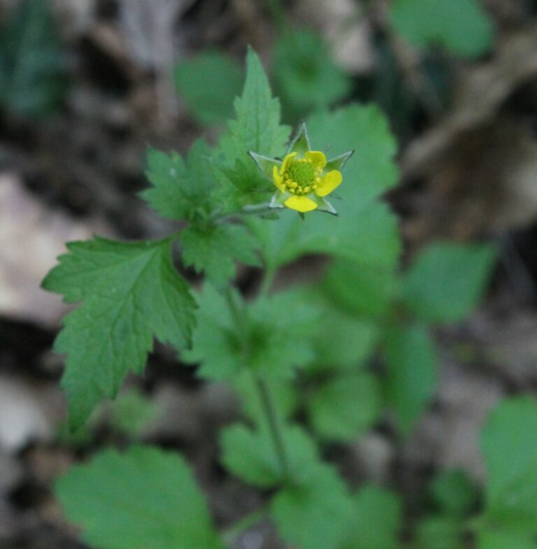 Plante de la Semaine N°21 – Benoîte commune