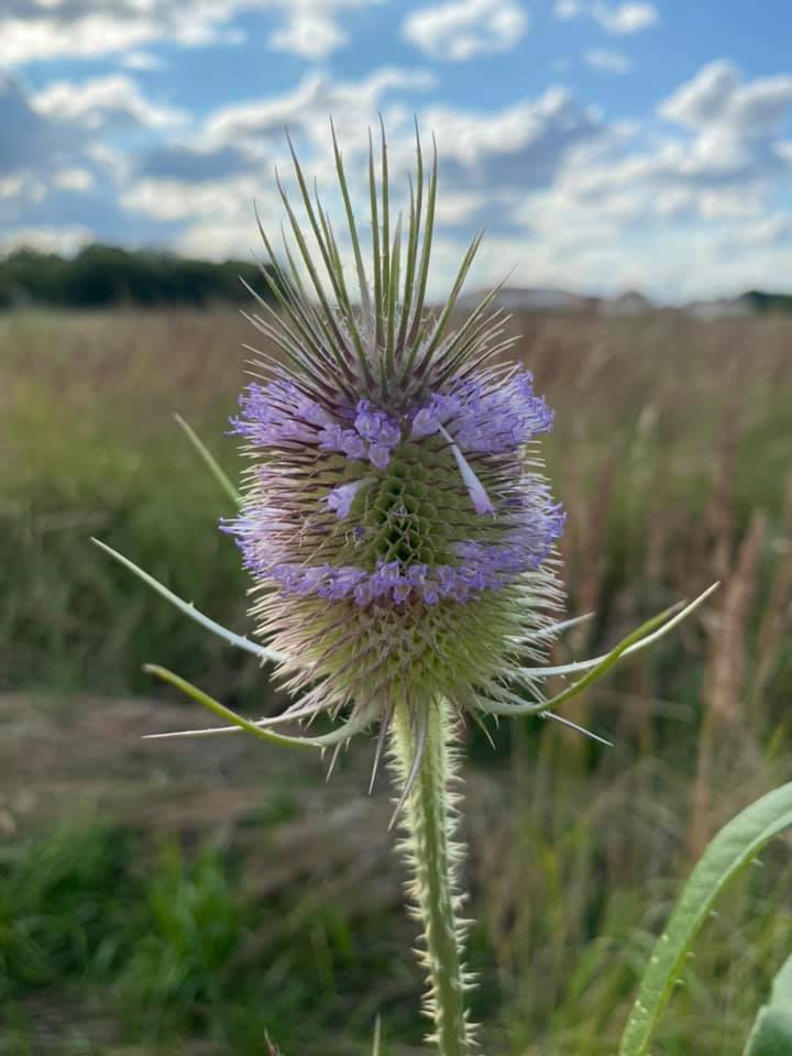 Plante de la Semaine N°51 – Cardère sauvage