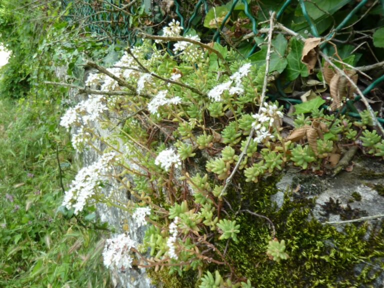 Plante de la Semaine N°52 – Orpin blanc