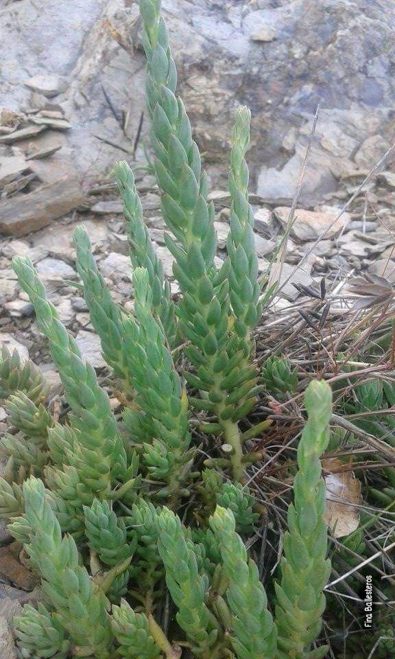 Plante de la Semaine N°62 – Orpin des rochers