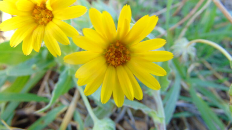 Plante de la Semaine N°60 – Souci des champs