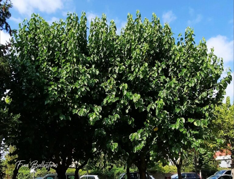 Plante de la Semaine N°63 – Murier blanc