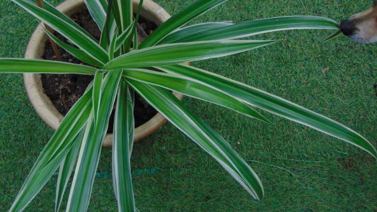 Plante de la Semaine N°69 – Plante araignée