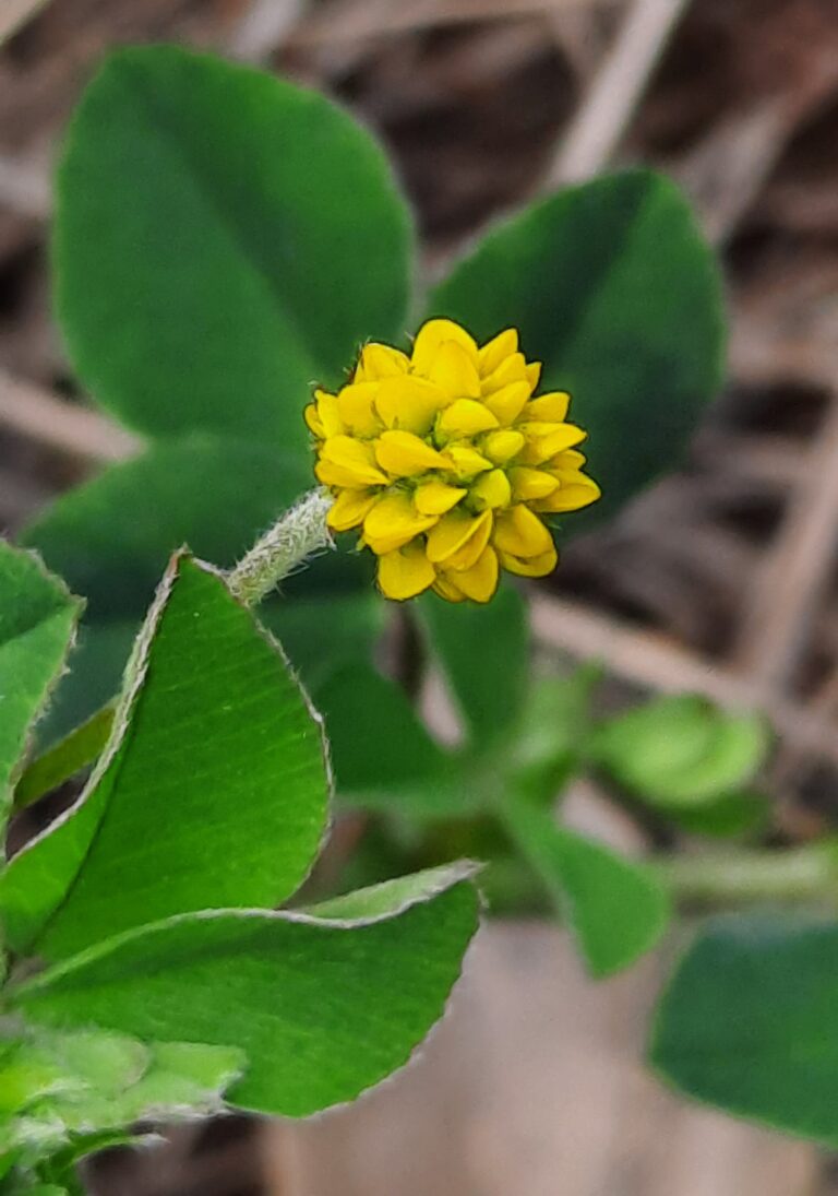 Plante de la Semaine N°70 – Luzerne lupuline