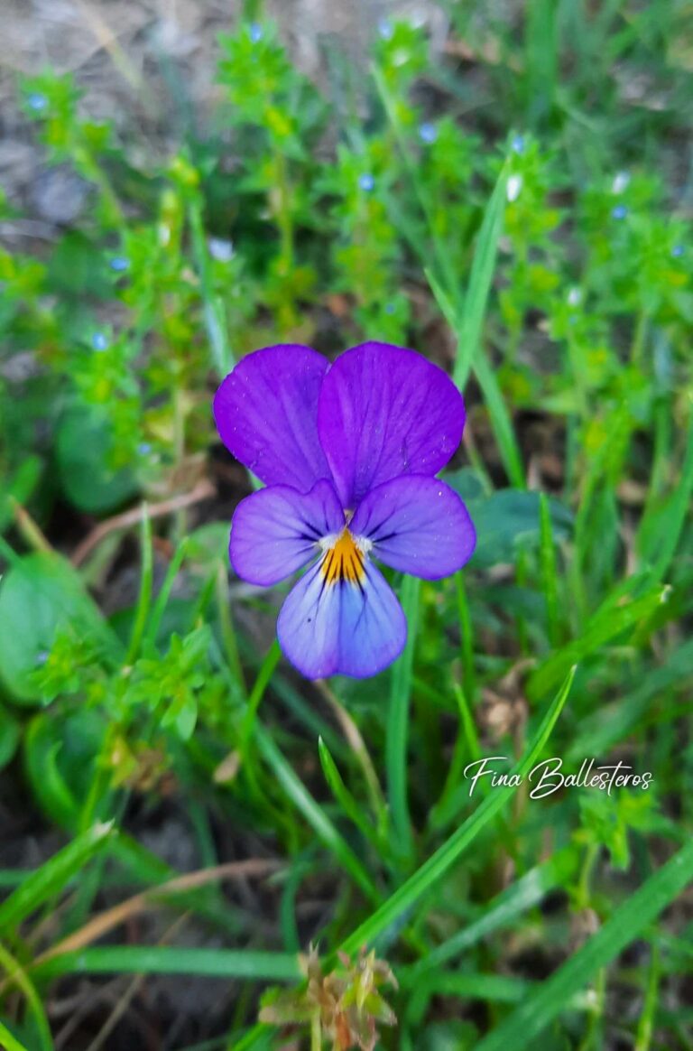 Plante de la Semaine N°78 – Pensée sauvage