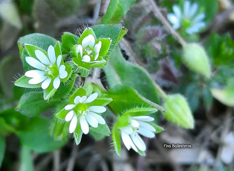 Plante de la Semaine N°79 – Stellaire intermédiaire