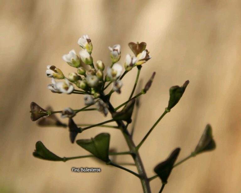 Plante de la Semaine N°82 – Bourse à pasteur