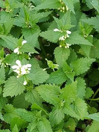 Plante de la Semaine N°87 – Lamier Blanc