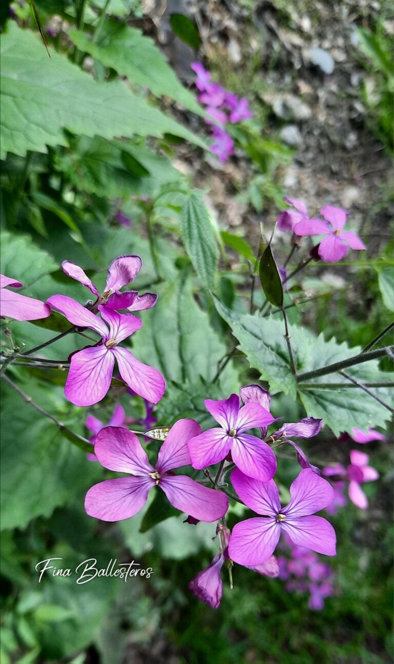 Plante de la Semaine N°94 – Monaie du pape