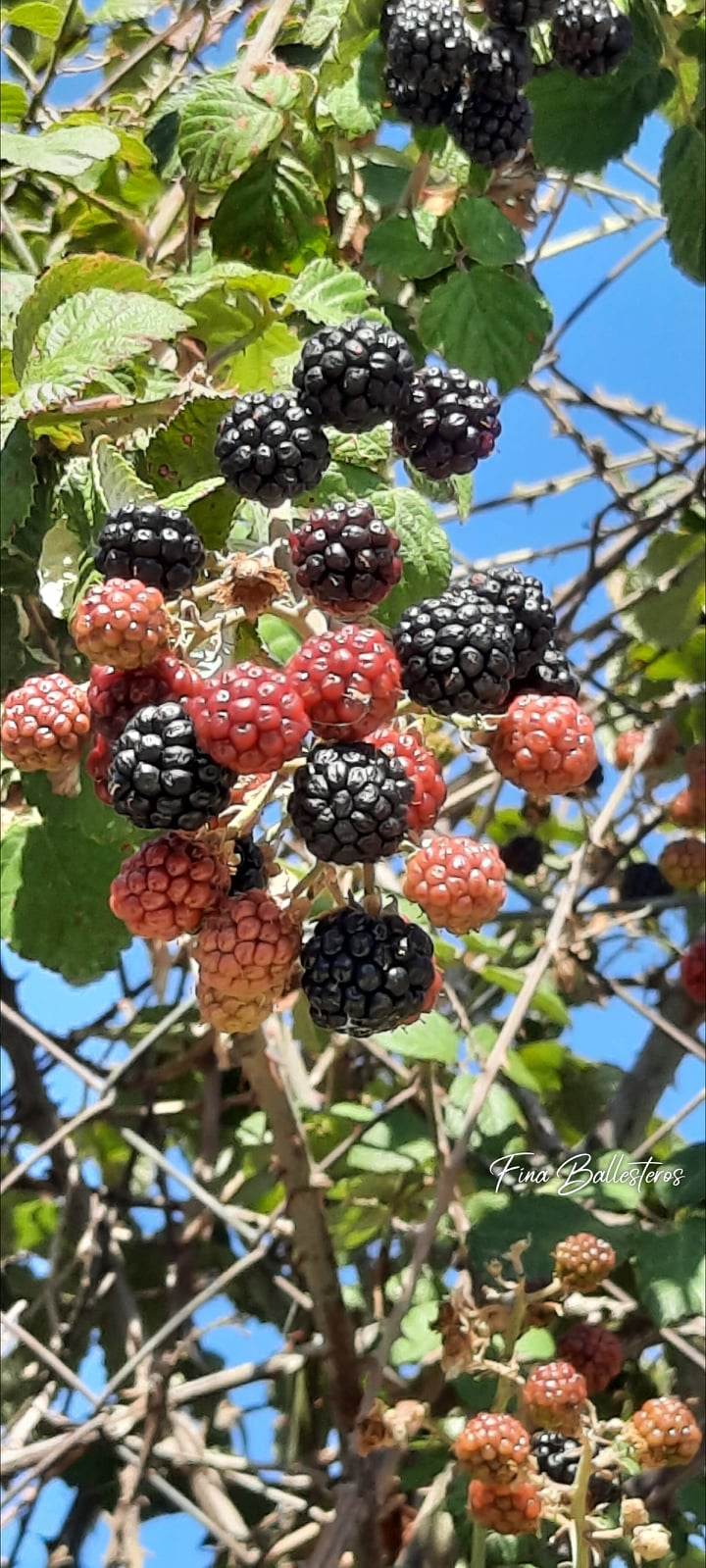 Plante de la Semaine N°32 – Ronce commune