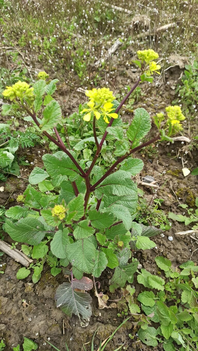 Plante de la Semaine N°04 – Moutarde des champs