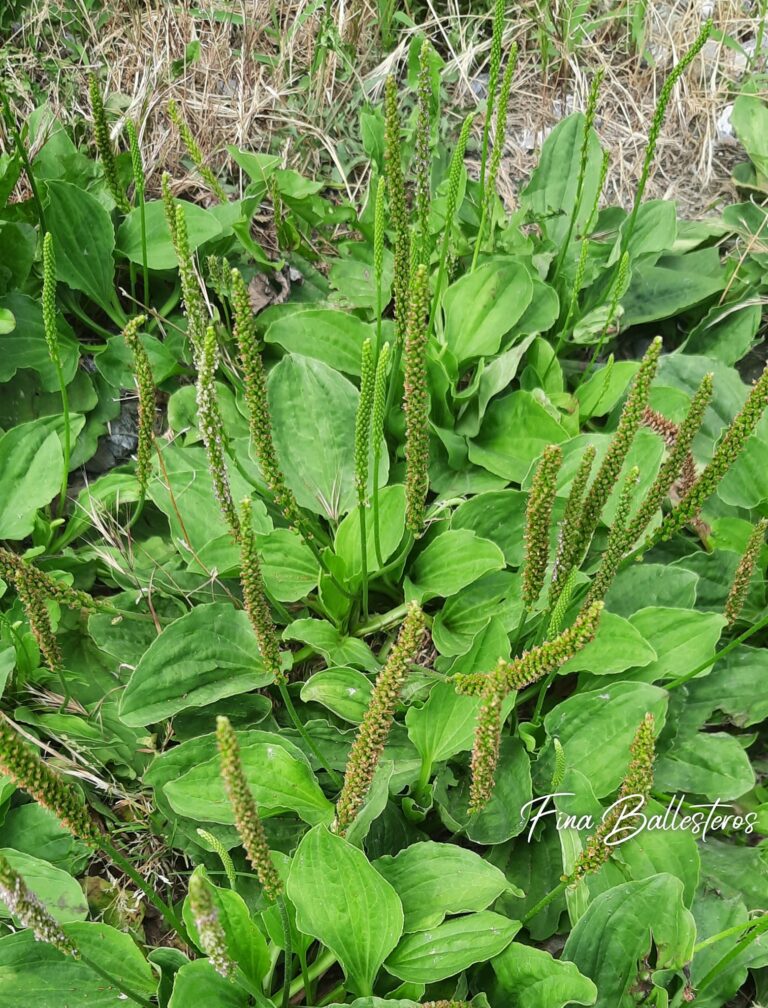 Plante de la Semaine N°42 – Plantain majeur
