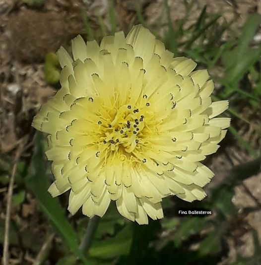 Plante de la Semaine N°11 – Urosperme de Daléchamps