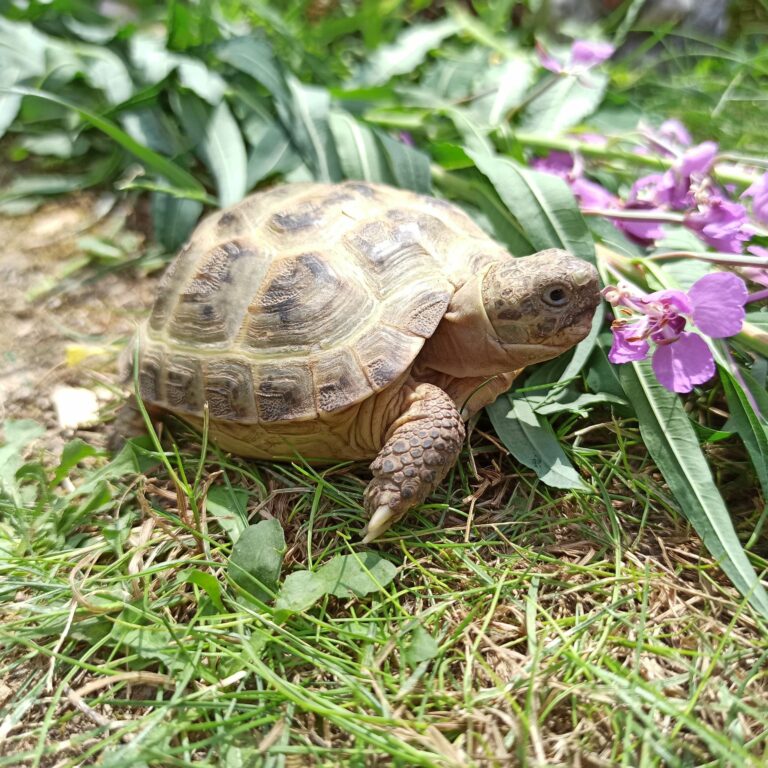 Plante de la Semaine N°38 – Épilobe en épi