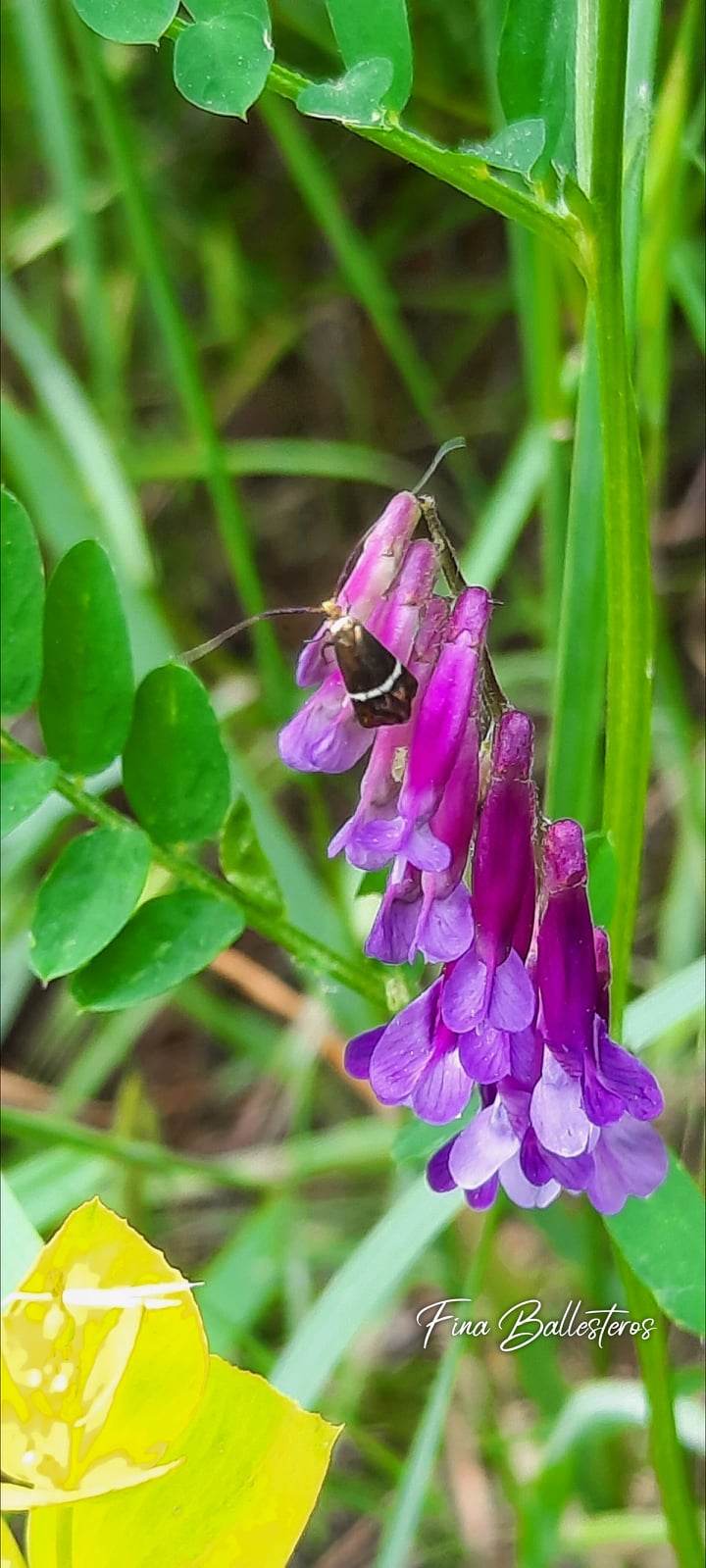 Plante de la Semaine N°16 – Vesce craque