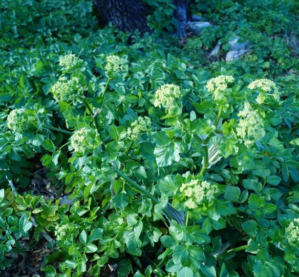 Plante de la Semaine N°81 – Maceron