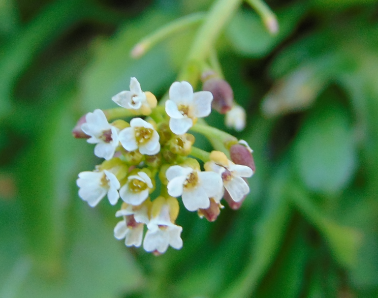 Plante de la Semaine N°95 – Calépine irrégulière