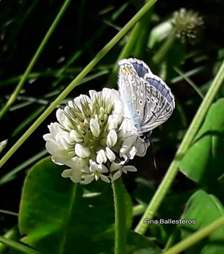 Plante de la Semaine N°91 – Trèfle blanc