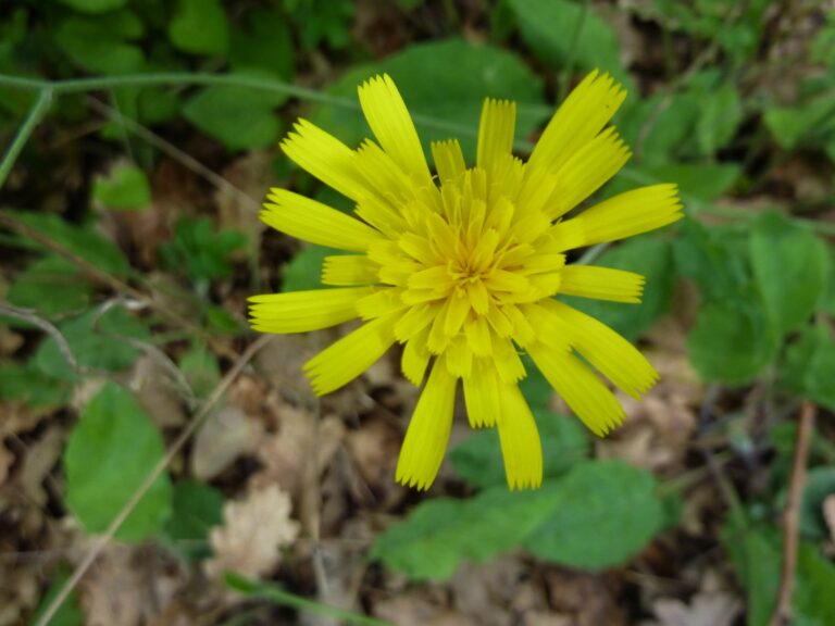 Plante de la Semaine N°23 – Épervière piloselle