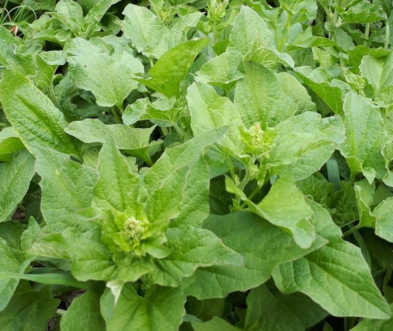 Plante de la Semaine N°57 – Chénopode bon-Henri