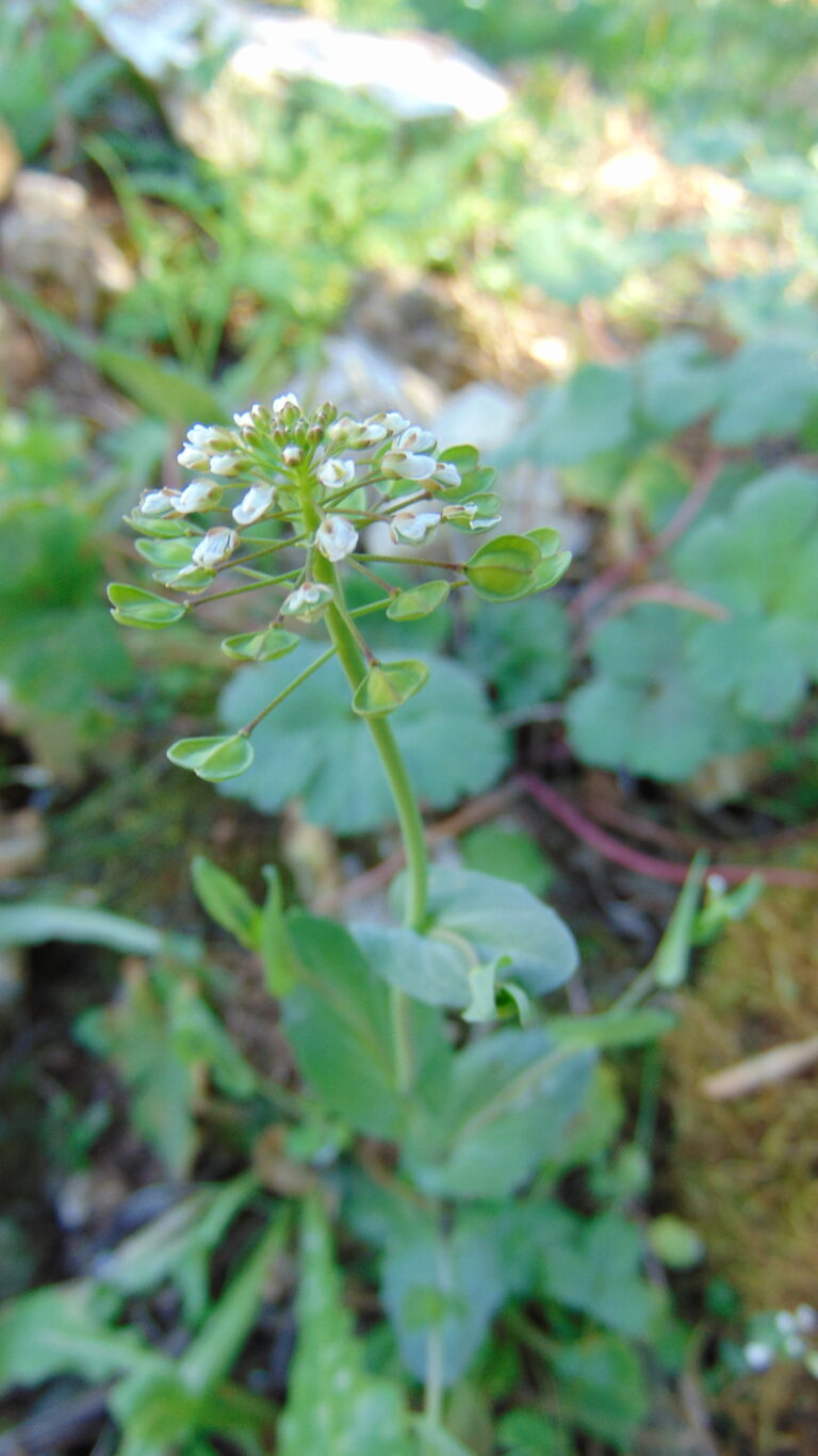 Plante de la Semaine N°06 – Tabouret des champs