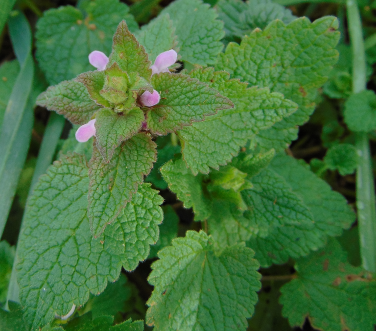 Plante de la Semaine N°80 – Lamier pourpre