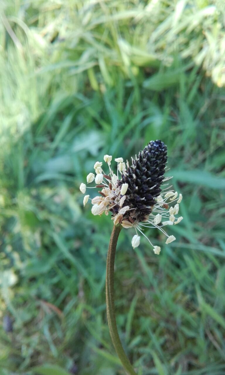 Plante de la Semaine N°73 – Plantain lanceolé