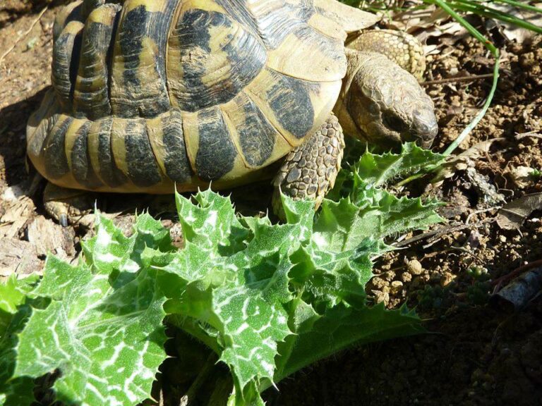 Plante de la Semaine N°20 – Chardon Marie