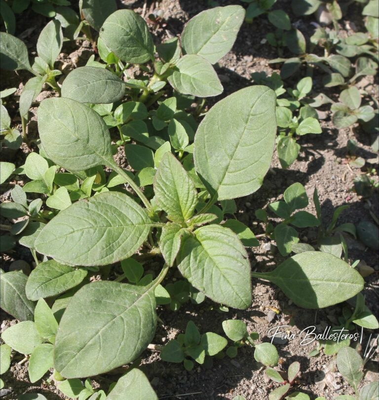 Plante de la Semaine N°49 – Amarante blette 