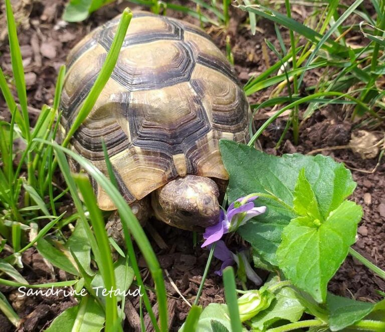 Plante de la Semaine N°86 – Violette odorante