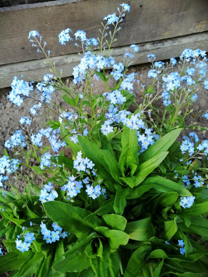 Plante de la Semaine N°92 – Myosotis