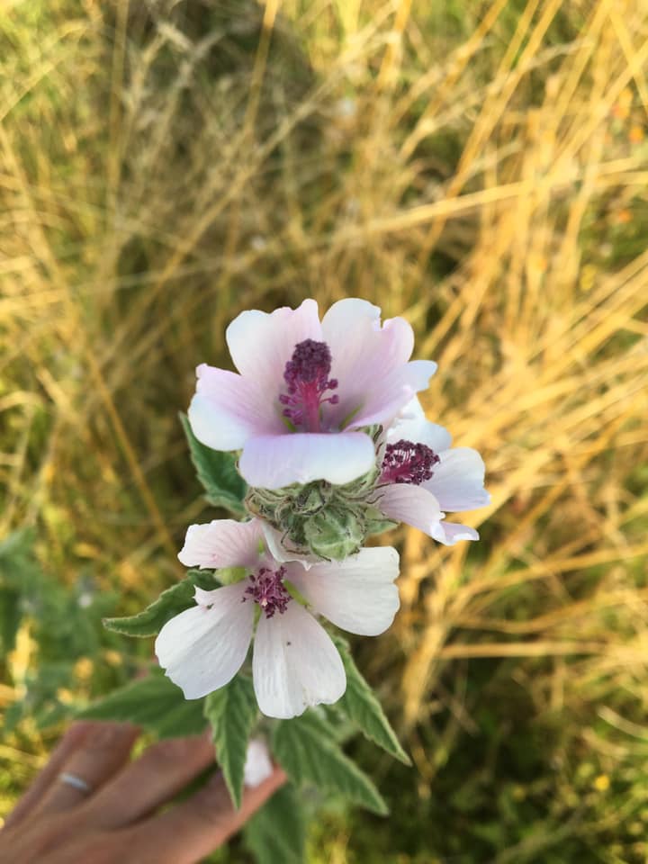 Plante de la Semaine N°28 – Guimauve officinale