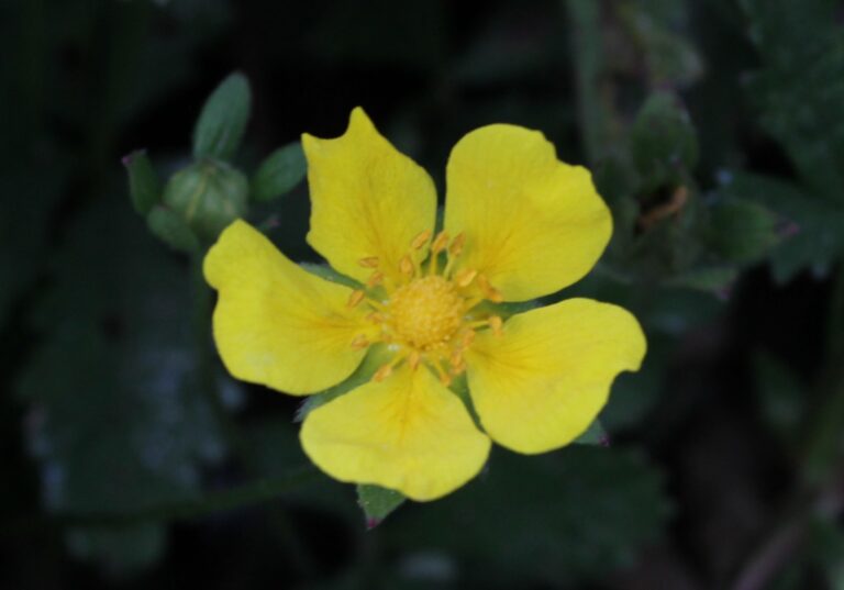 Plante de la Semaine N°30 – Potentille rampante