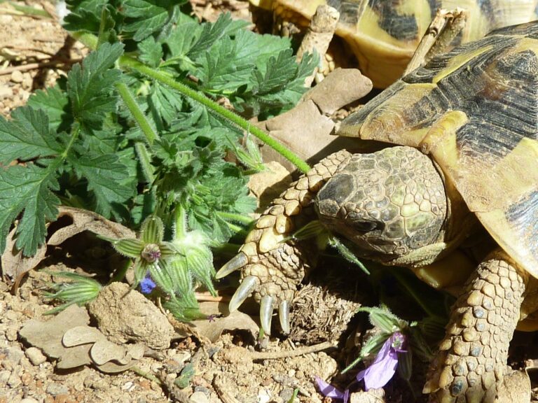 Plante de la Semaine N°31 – Érodium à feuilles de ciguë