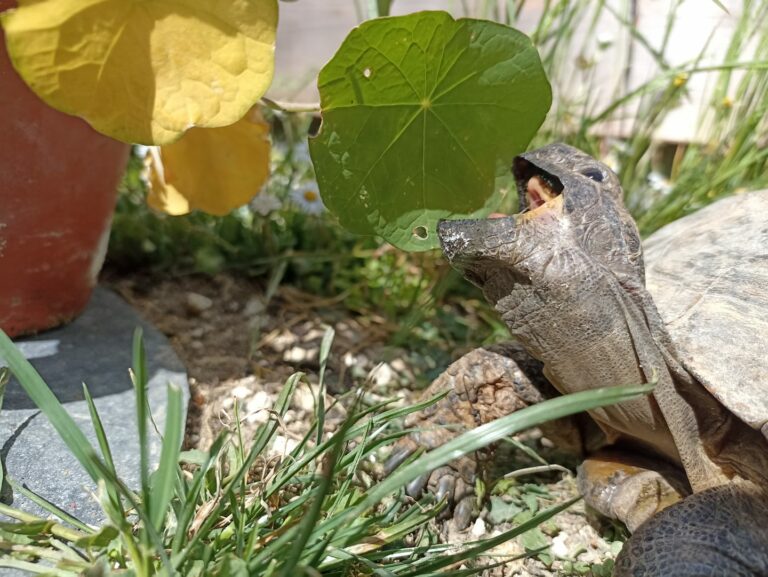 Plante de la Semaine N°33 – Capucine