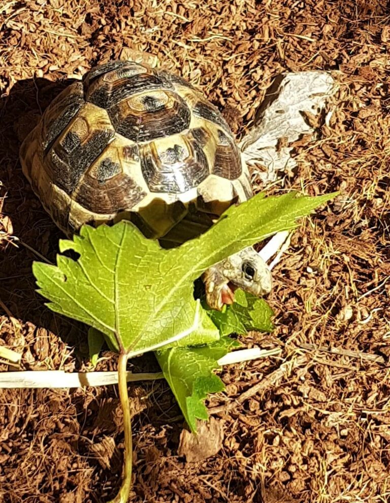 Plante de la Semaine N°36 – Vigne cultivée