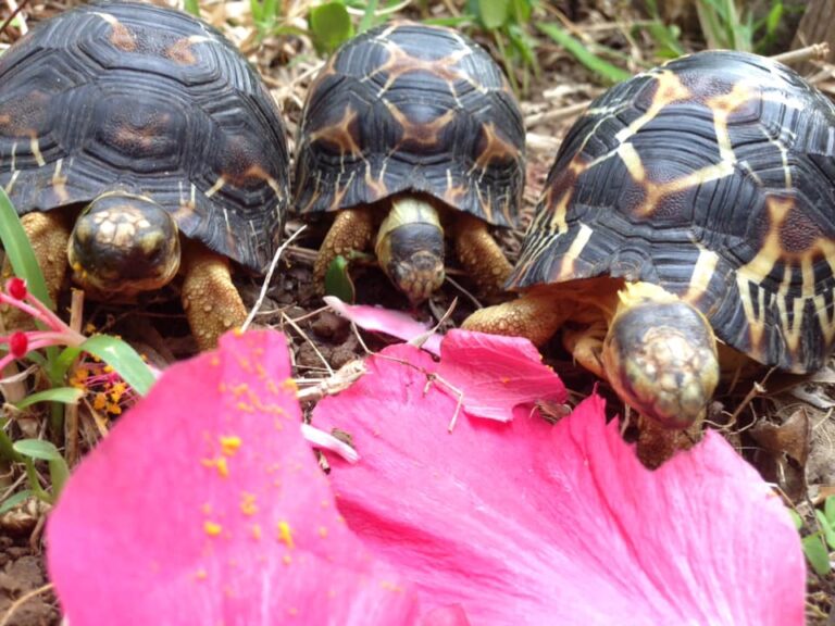 Plante de la Semaine N°43 – Rose trémière