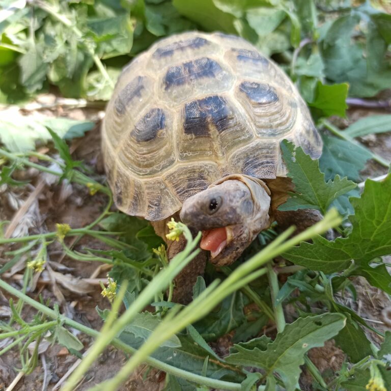 Plante de la Semaine N°10 – Sisymbre officinal