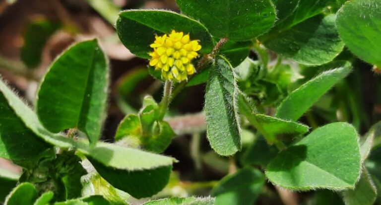 Plante de la Semaine N°44 – Luzerne lupidine