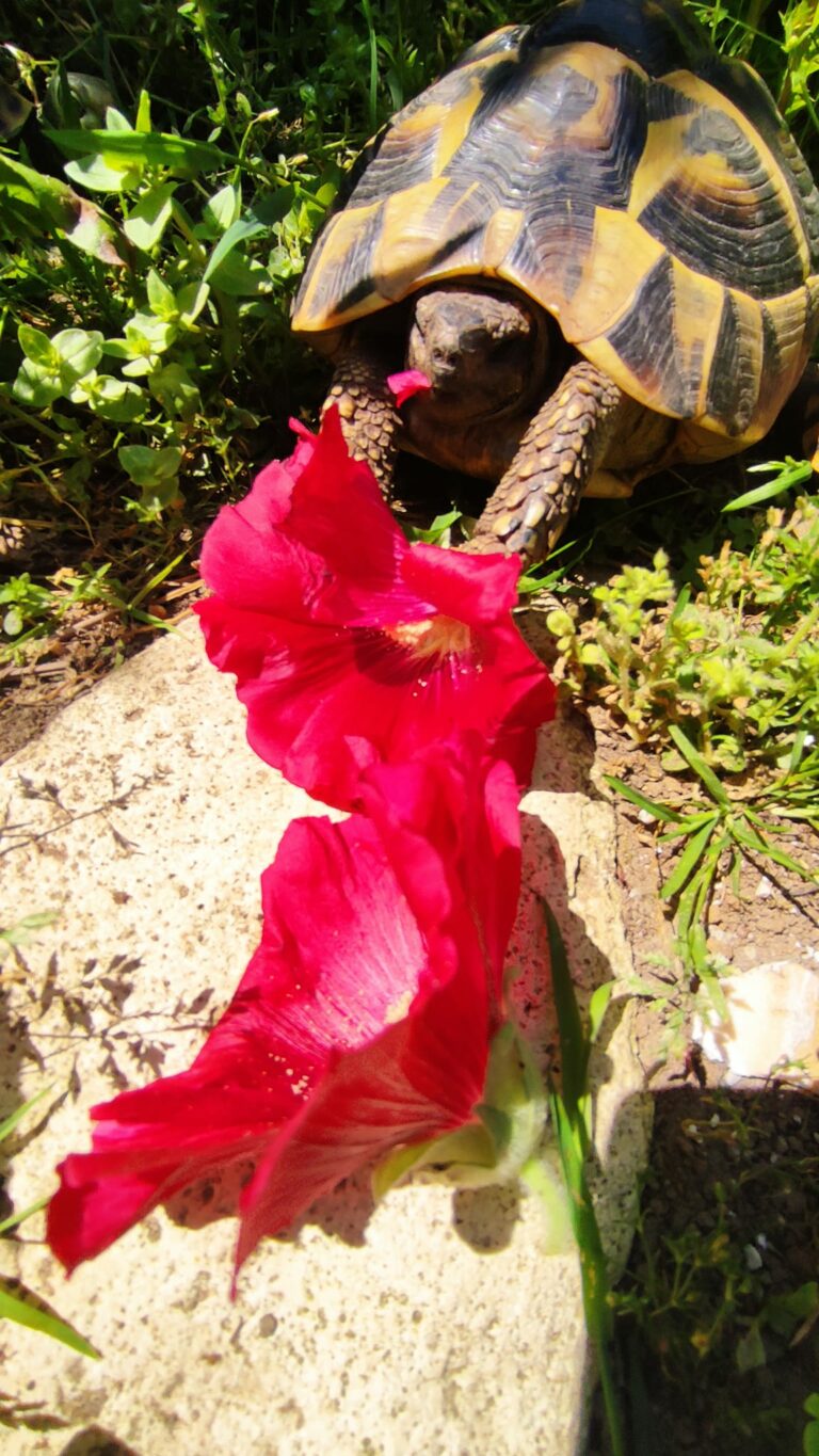 Plante de la Semaine N°45 – Hibiscus de Syrie
