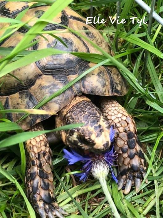 Plante de la Semaine N°29 – Bleuet