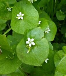 Plante de la Semaine N°71 – Claytonia perfoliée