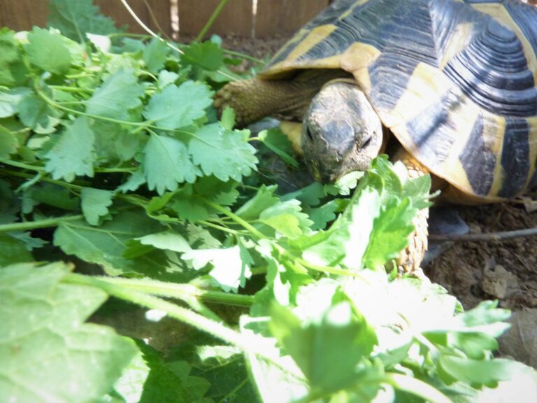 Plante de la Semaine N°74 – Pimprenelle