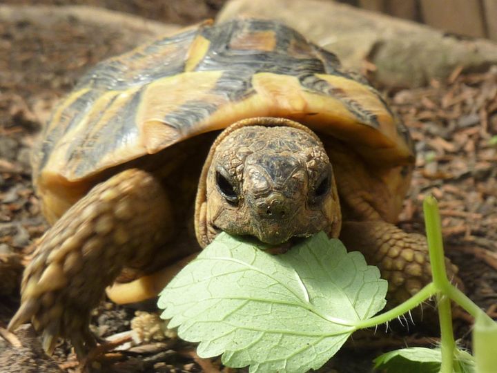 Plante de la Semaine N°75 – Ortie