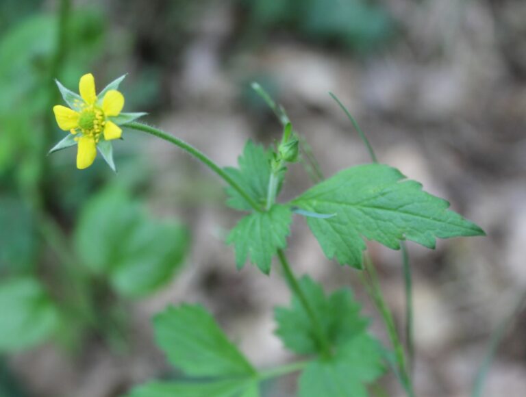Plante de la Semaine N°76 – Benoîte commune