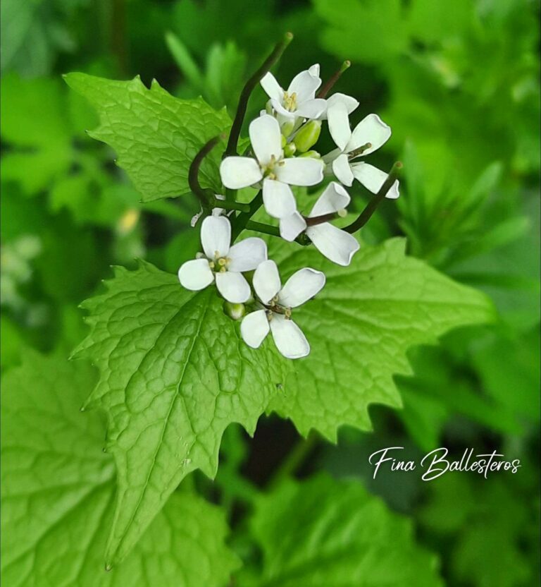 Plante de la Semaine N°77 – Alliaire officinale