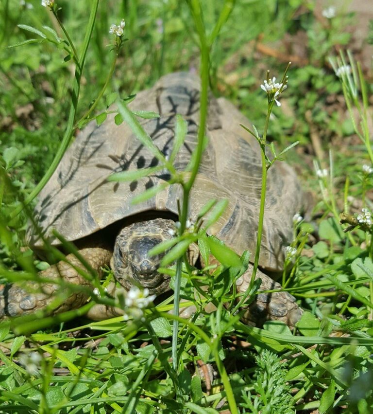 Plante de la Semaine N°83 – Cardamine hirsute