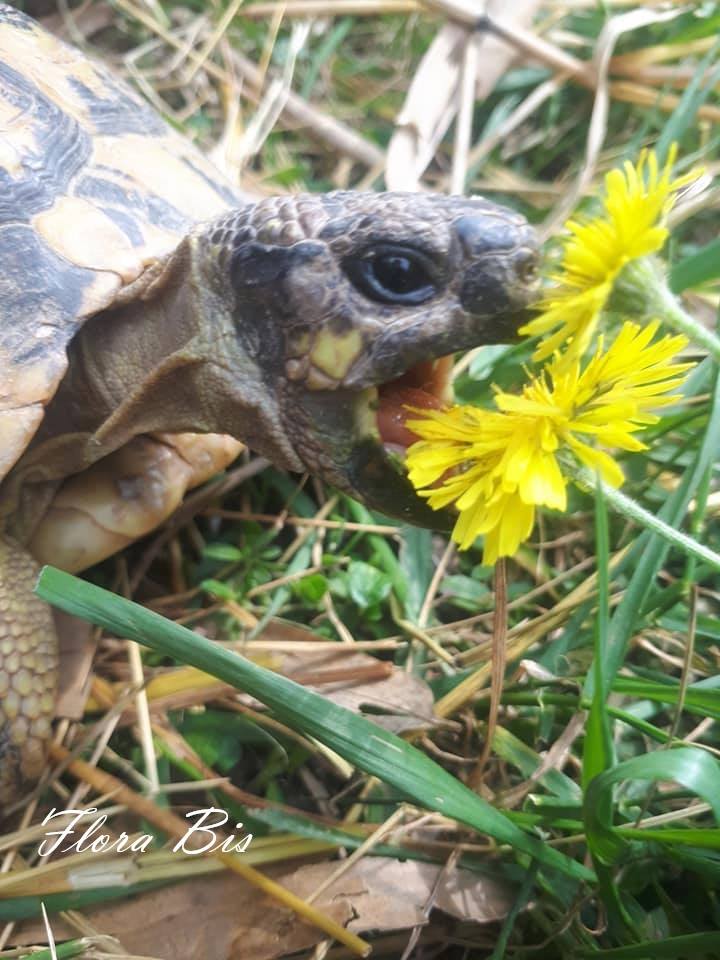 Plante de la Semaine N°84 – Crépis de Nîmes