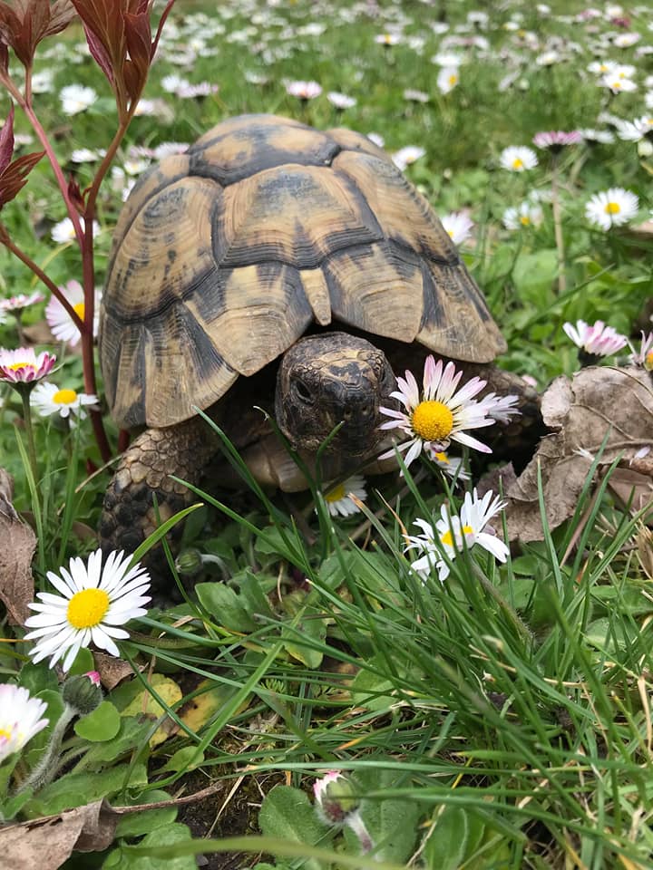 Plante de la Semaine N°87 – Paquerette