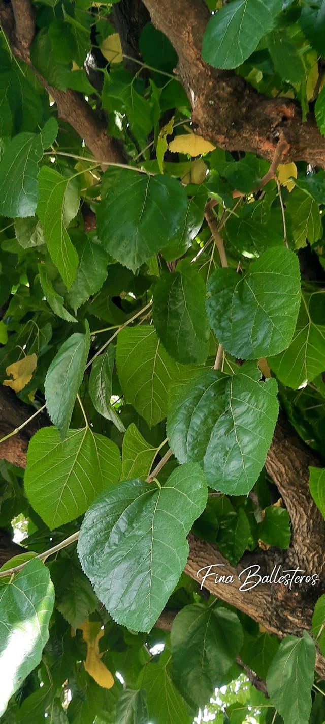 Plante de la Semaine N°37 – Murier blanc